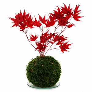 Stabilizált kokedama � gondozásmentes mohagömb japán juharral -  - Meska.hu