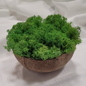 Izlandi zuzmó kókuszdióban - Meska.hu