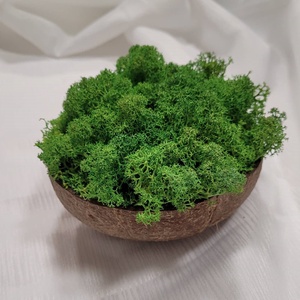 Izlandi zuzmó kókuszdióban - otthon & életmód - dekoráció - asztal és polc dekoráció - asztaldísz - Meska.hu