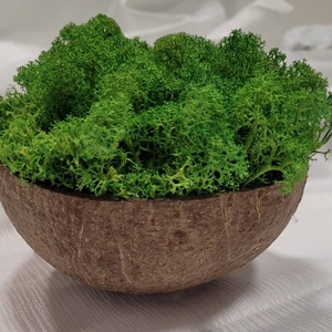 Izlandi zuzmó kókuszdióban - otthon & életmód - dekoráció - asztal és polc dekoráció - asztaldísz - Meska.hu