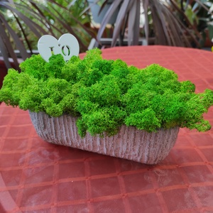 Színes élő izlandi zuzmók beton kaspóban  - otthon & életmód - dekoráció - virágdísz és tartó - csokor & virágdísz - Meska.hu