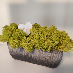 Színes élő izlandi zuzmók beton kaspóban  - otthon & életmód - dekoráció - virágdísz és tartó - csokor & virágdísz - Meska.hu