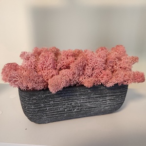 Színes élő izlandi zuzmók beton kaspóban  - otthon & életmód - dekoráció - virágdísz és tartó - csokor & virágdísz - Meska.hu