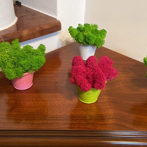 Egyedi vagy céges ajándék élő izlandi zuzmóval! - esküvő - emlék & ajándék - köszönőajándék - Meska.hu