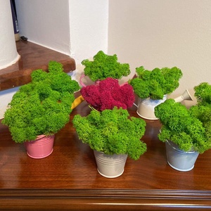 Egyedi vagy céges ajándék élő izlandi zuzmóval! - esküvő - emlék & ajándék - köszönőajándék - Meska.hu