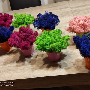 Egyedi vagy céges ajándék élő izlandi zuzmóval! - esküvő - emlék & ajándék - köszönőajándék - Meska.hu