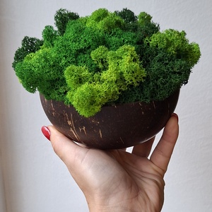 Kókuszdió Izlandi zuzmóval, Otthon & Életmód, Dekoráció, Asztal és polc dekoráció, Zuzmódekoráció, Mohadekoráció, , MESKA