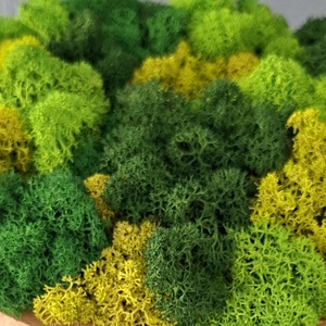 Kókuszdió Izlandi zuzmóval - otthon & életmód - dekoráció - asztal és polc dekoráció - zuzmódekoráció, mohadekoráció - Meska.hu