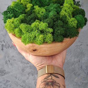 Kaucsukfatál Izlandi zuzmóval , Otthon & Életmód, Dekoráció, Asztal és polc dekoráció, Zuzmódekoráció, Mohadekoráció, , MESKA