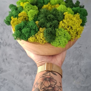 Kaucsukfatál Izlandi zuzmóval  - otthon & életmód - dekoráció - asztal és polc dekoráció - zuzmódekoráció, mohadekoráció - Meska.hu