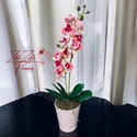 Rózsaszín Orchidea - Finom Elegancia - Meska.hu